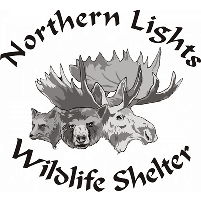 Northern Lights logo